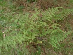 Pteris tremula. Habit of mature plant growing from an erect rhizome.
 Image: L.R. Perrie © Leon Perrie CC BY-NC 3.0 NZ